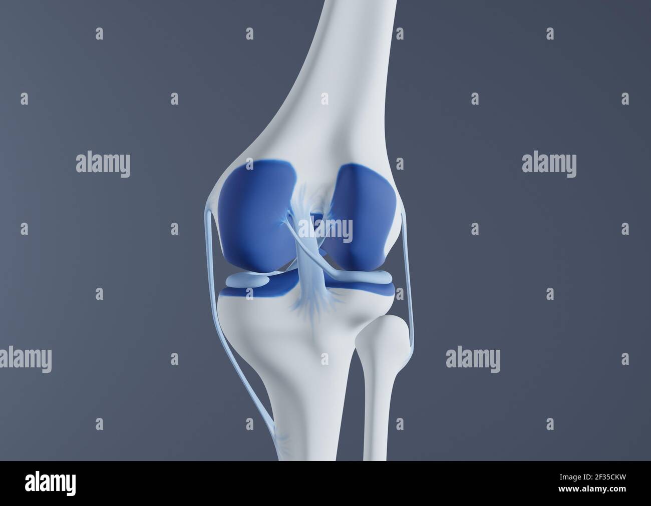 Vista delle ossa e dei legamenti del ginocchio. Foto Stock