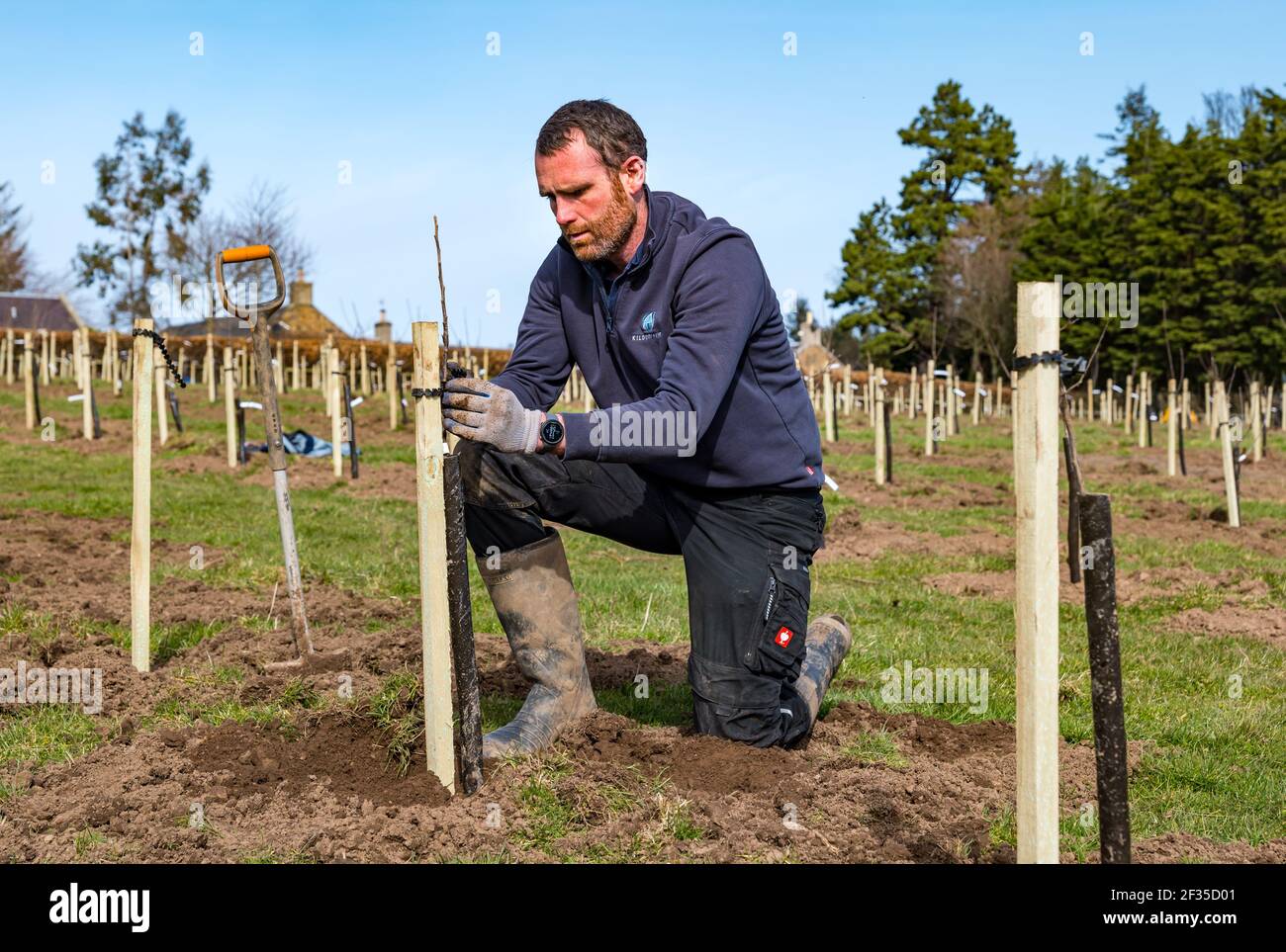 Kilduff Farm, East Lothian, Scozia, Regno Unito, 15 marzo 2021. Frutteto albero di piantagione: Un progetto di blocco per piantare 1,500 alberi di mela e di pera con circa 100 varietà ha tenuto l'agricoltore Russell Calder e altri membri della sua famiglia occupato. Si tratta di un progetto destinato ad aumentare la biodiversità locale e ad essere rispettoso dell'ambiente aumentando il CO2, l'impollinazione e consentendo alle persone di acquistare frutta e succhi a livello locale. Nella foto: Russel Calder piantare le piantine di mele Foto Stock