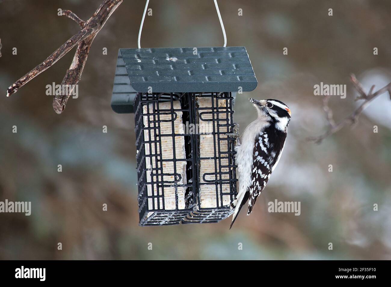 Picchio di pecora, (Dryobates pubescens) Foto Stock