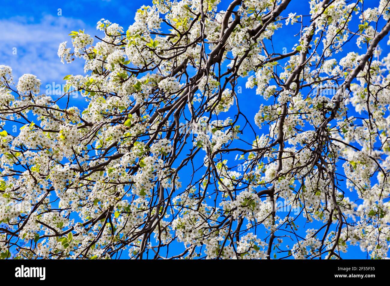 Bradford Pear Trees in fiore in Texas Foto Stock