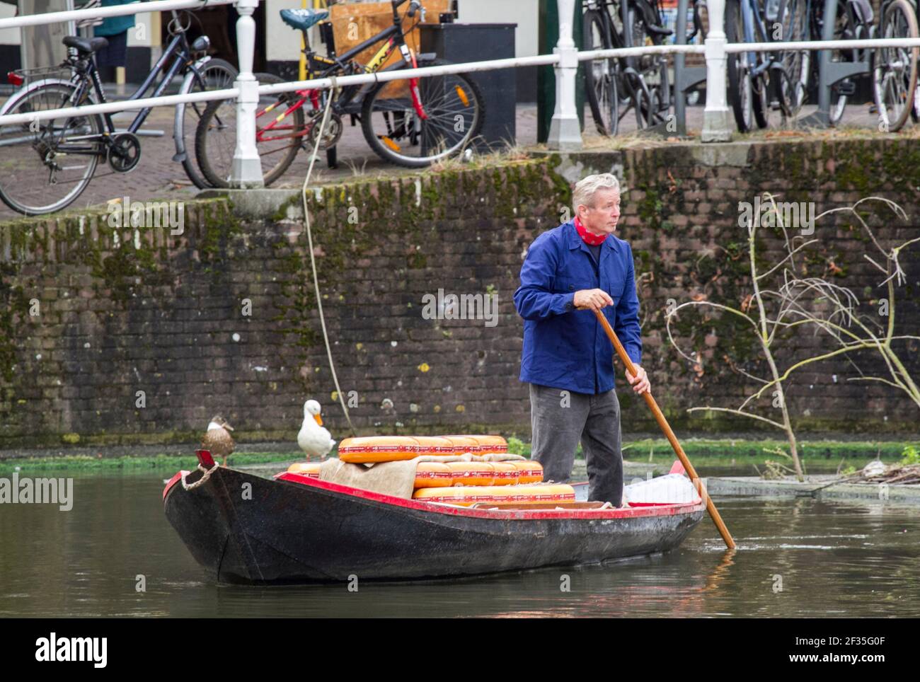 Paesi Bassi, Olanda del Nord, Alkmaar. Uomo che consegna ruote gialle di formaggio olandese, in barca al mercato del formaggio. Foto Stock