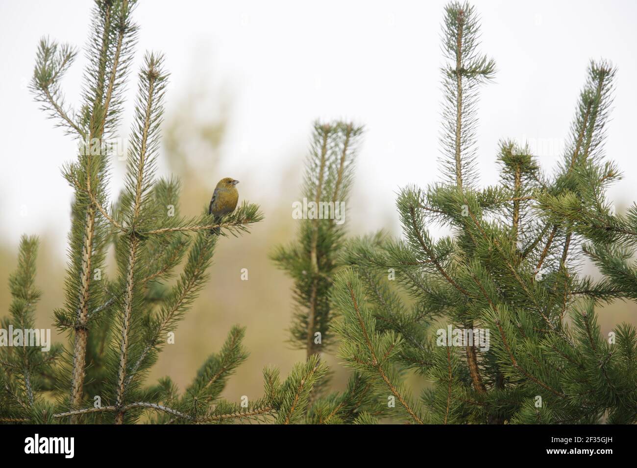 Pino Grossbeak - Femminile in pino enucleatore pinicola finlandese Lapponia BI013812 Foto Stock