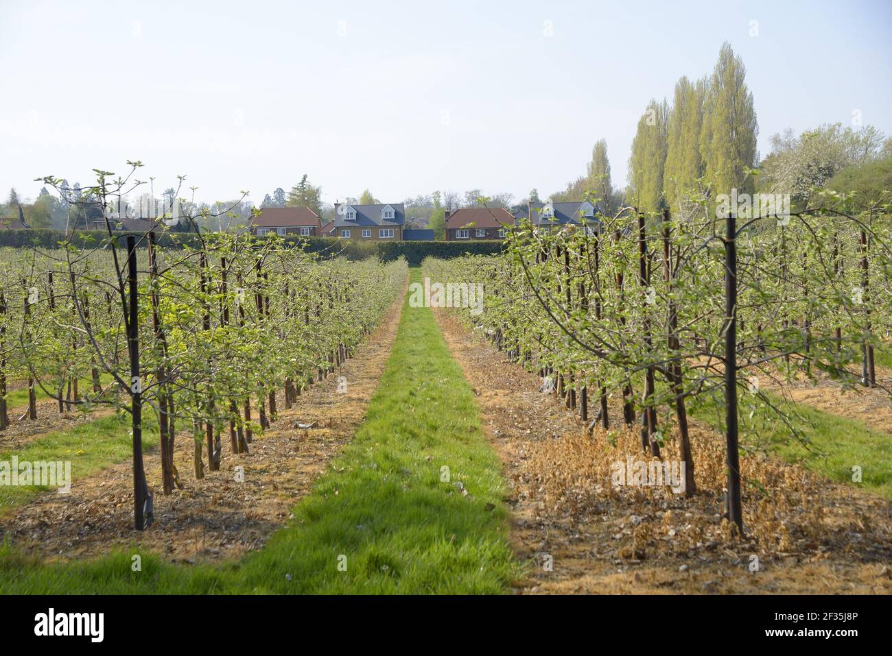 Boughton Monchelsea Village, Kent, Regno Unito. Giovani alberi di mele in un frutteto, dominati da case Foto Stock