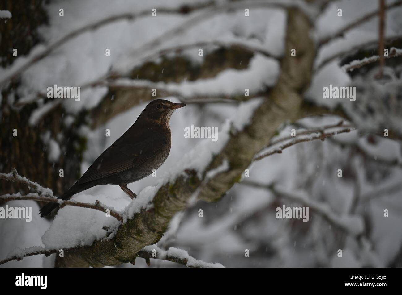 Blackbird seduto su un ramo in inverno Foto Stock