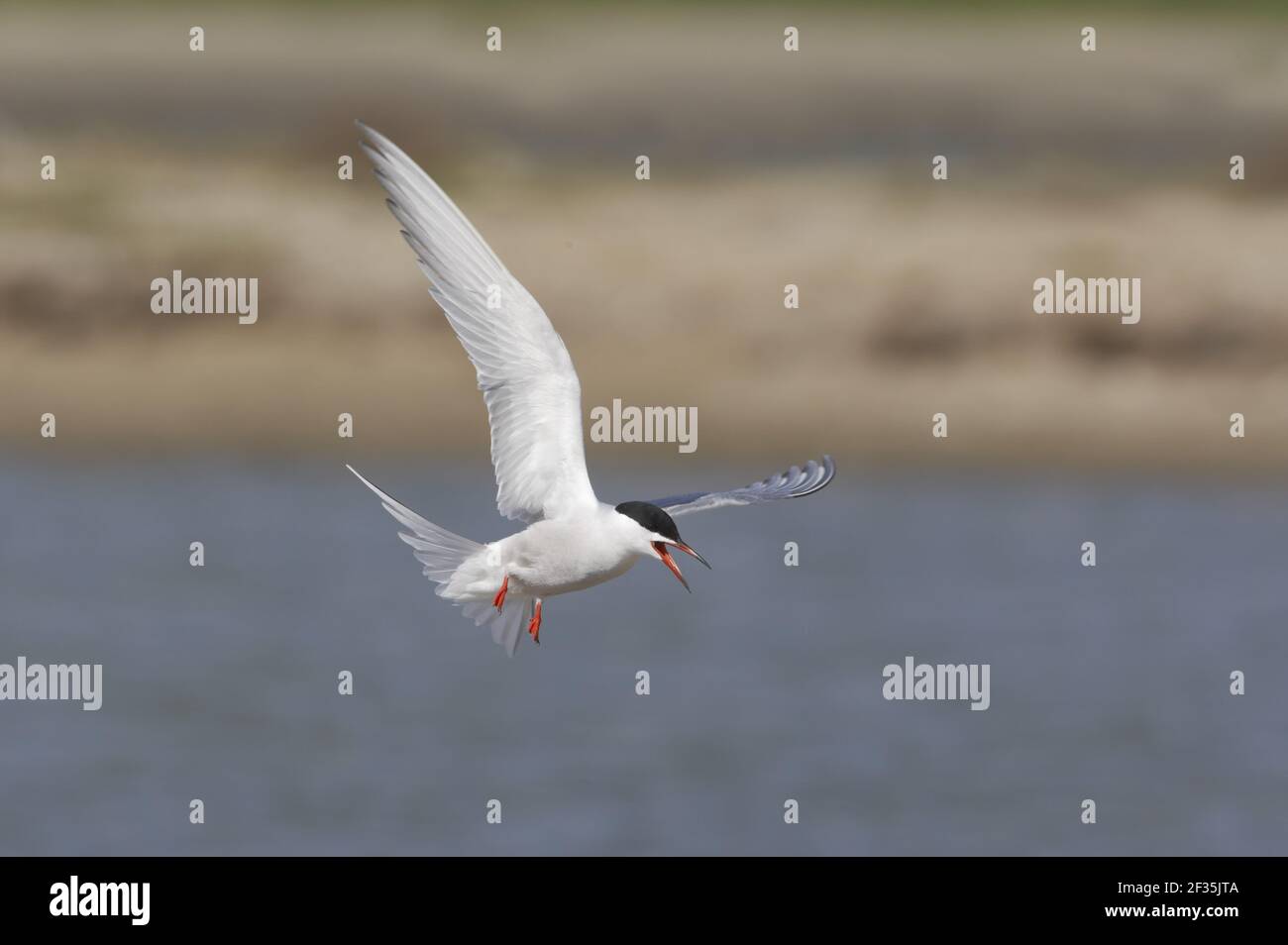 Common Tern - chiamata mentre si arriva a terra Sterna hirundo Texel, Paesi Bassi BI014107 Foto Stock