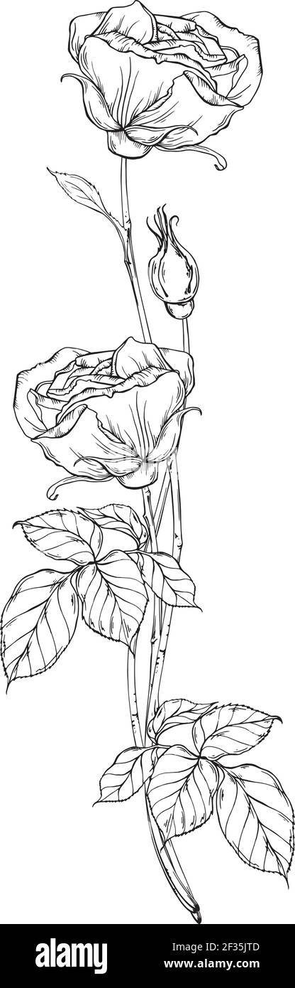 Bouquet di rose bianche e nere. Disegno grafico. Fiore di rosa Immagine e  Vettoriale - Alamy