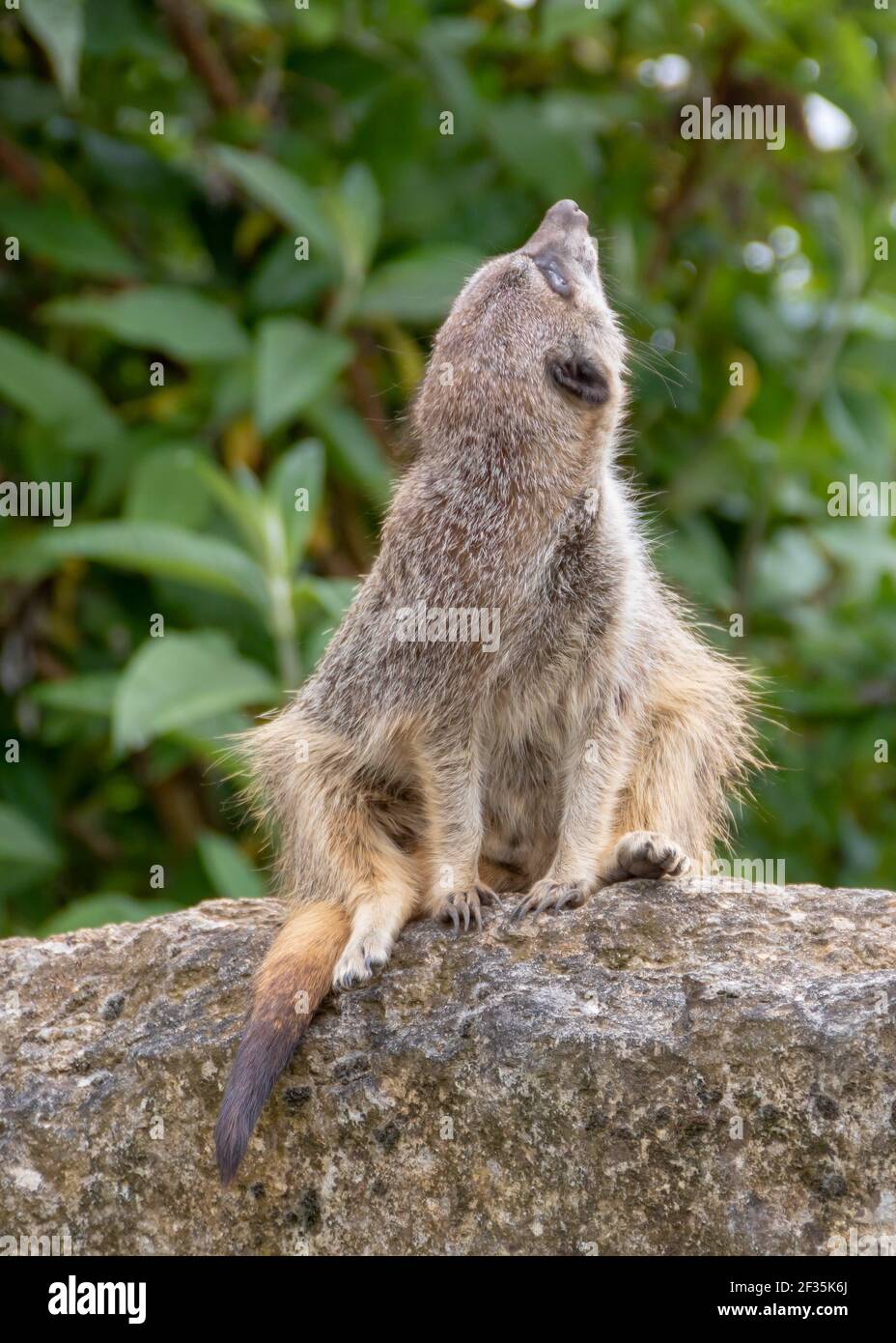 abbastanza piccolo meerkat guardando fino al cielo Foto Stock