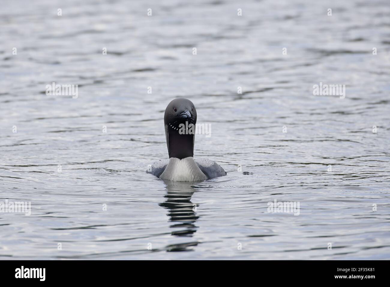 Black Throated Diver Gavia arctica Finlandia BI014210 Foto Stock