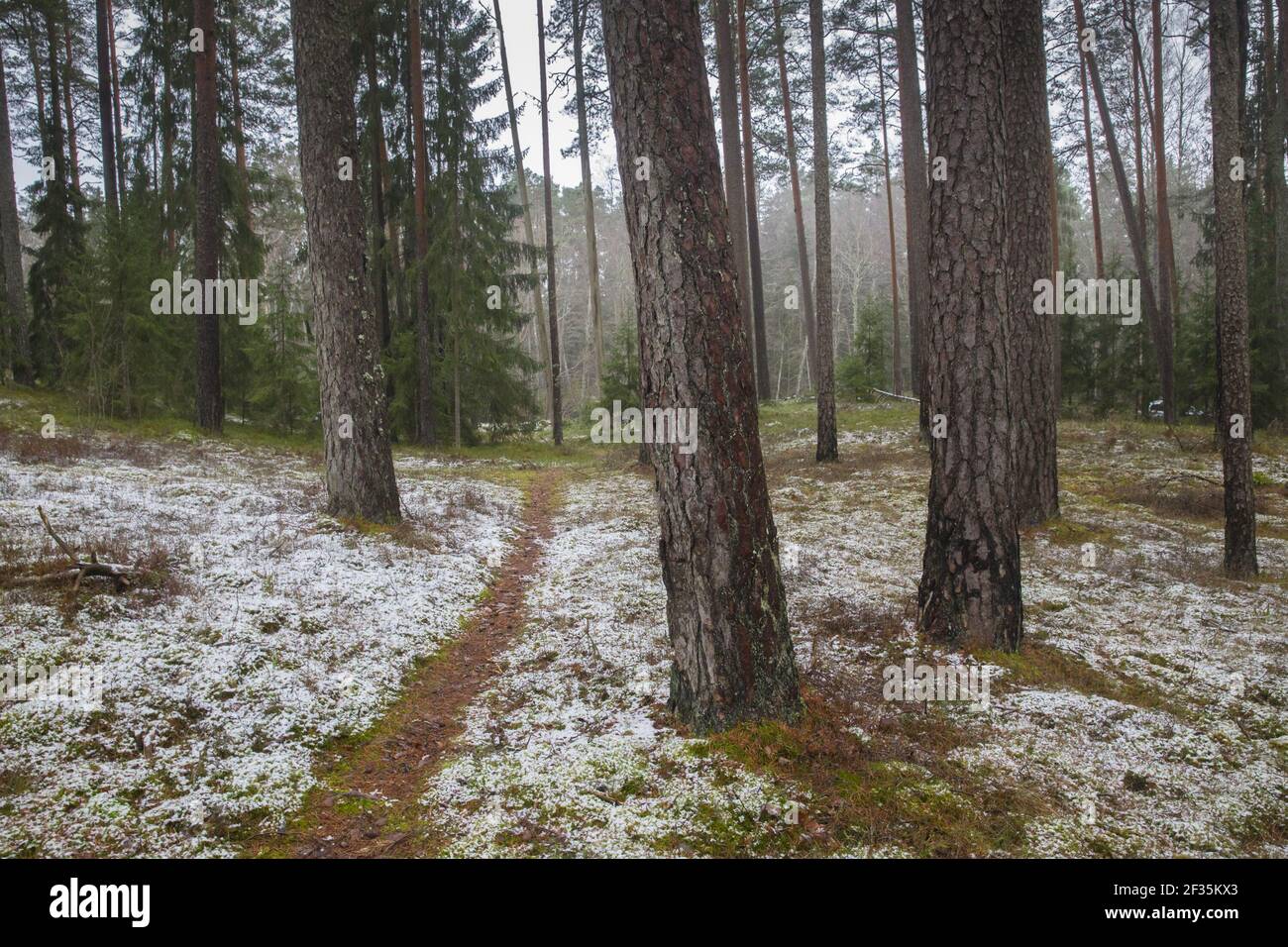 Un bellissimo paesaggio invernale con molti alberi Foto Stock