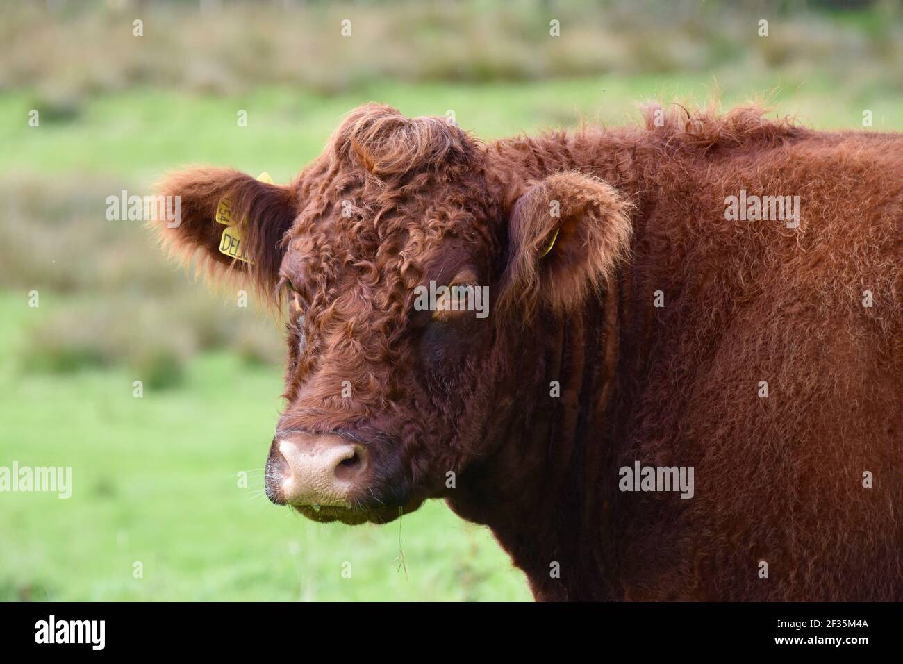 Mucche saler a Cuil Farm, Newton Stewart, Dumfries & Galloway, Scozia Foto Stock