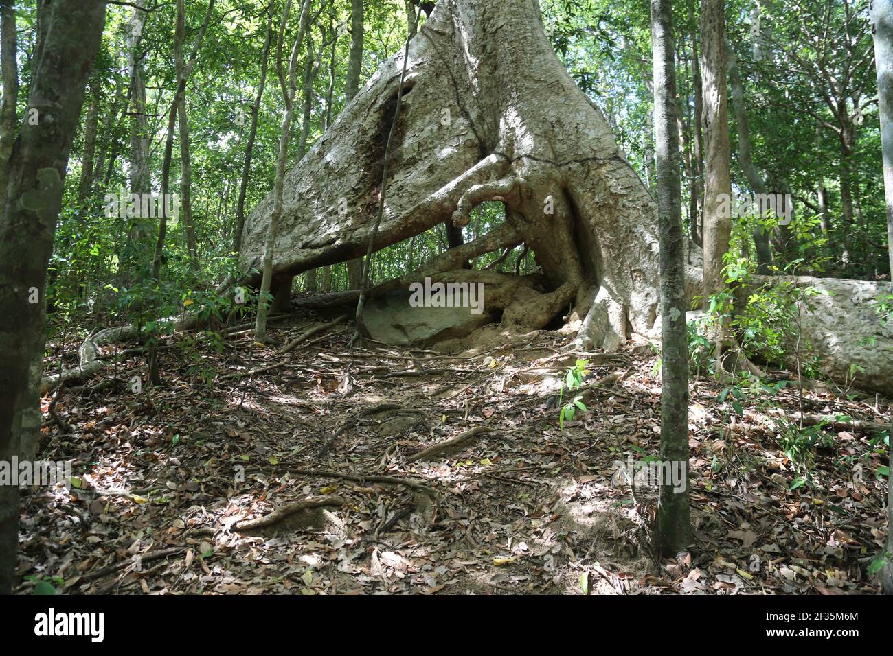 Sri Lanka, radici di albero ficus Foto Stock
