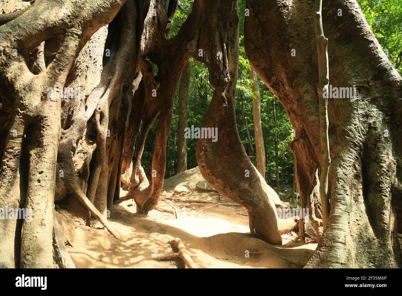 Sri Lanka, radici di albero ficus Foto Stock