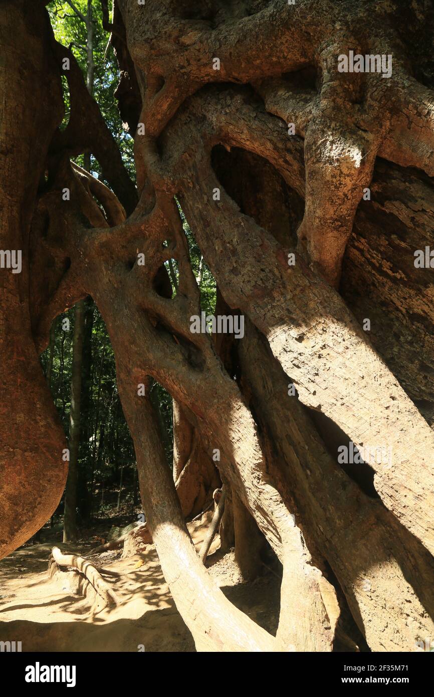 Sri Lanka, radici di albero ficus Foto Stock