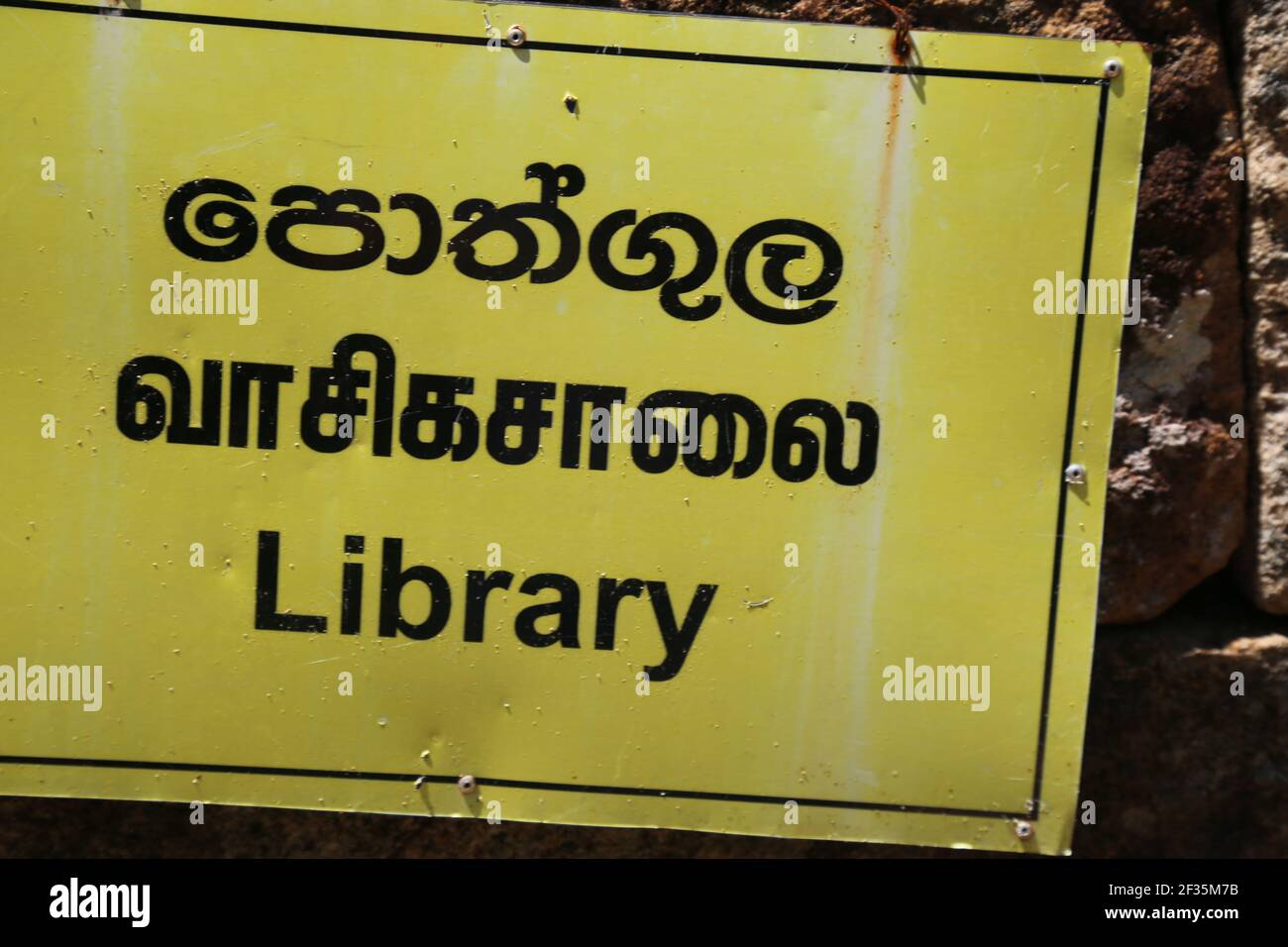 Sri Lanka, radici di albero ficus Foto Stock