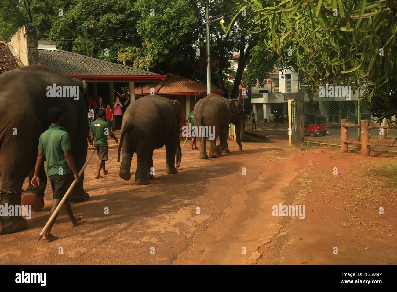 Pinnawala l'Orfanotrofio degli Elefanti, Sri Lanka Foto Stock