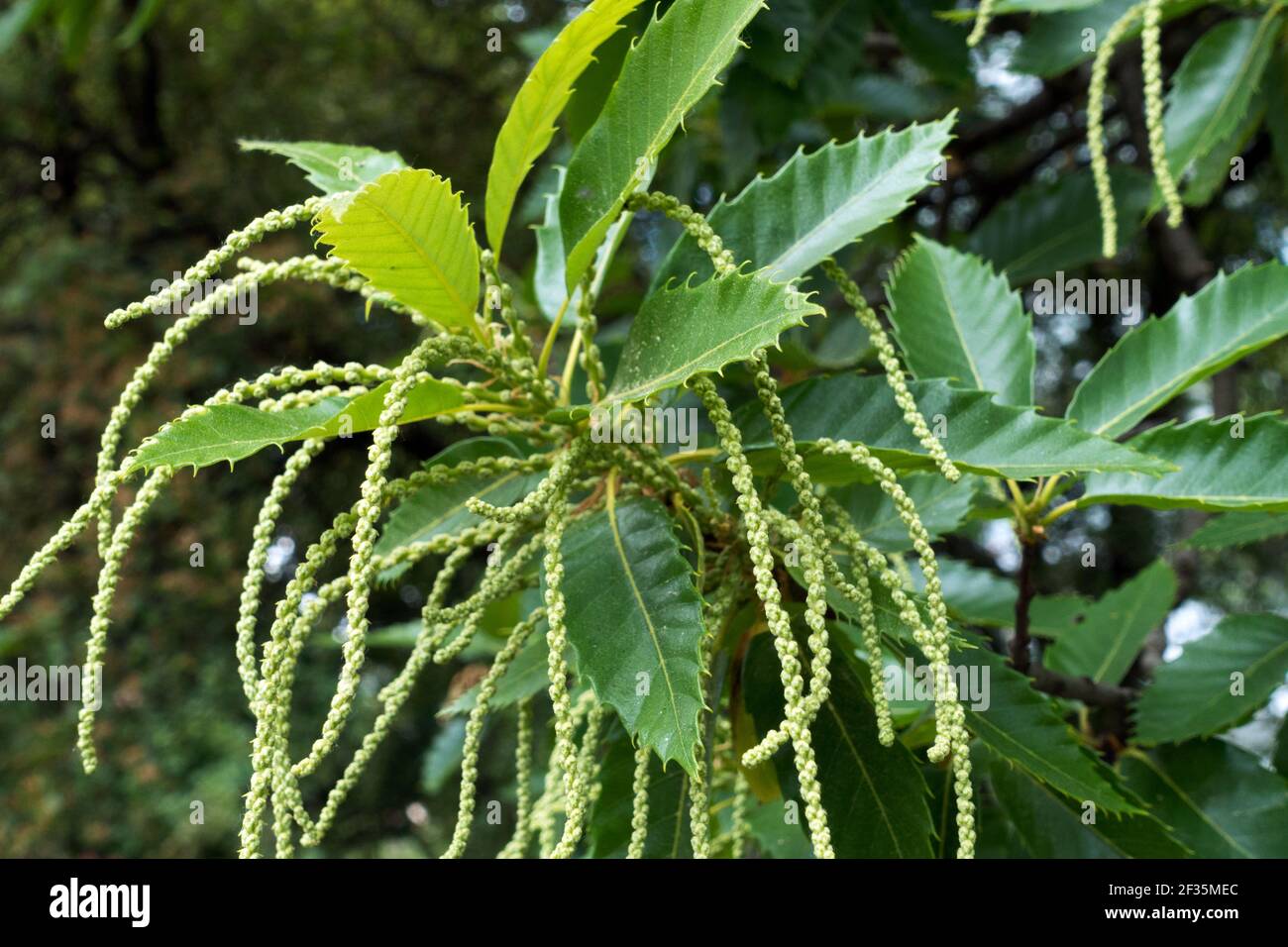 Castagno fiori Castanea sativa foglie sul ramo, cetrioli Foto Stock