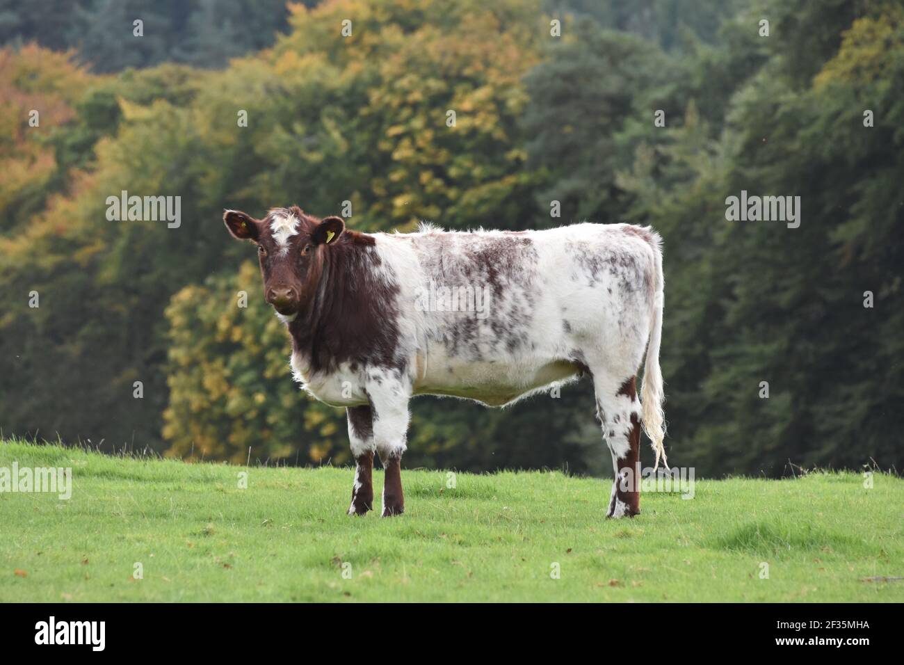 Bestiame di Shorthorn, Lanarkshire Foto Stock