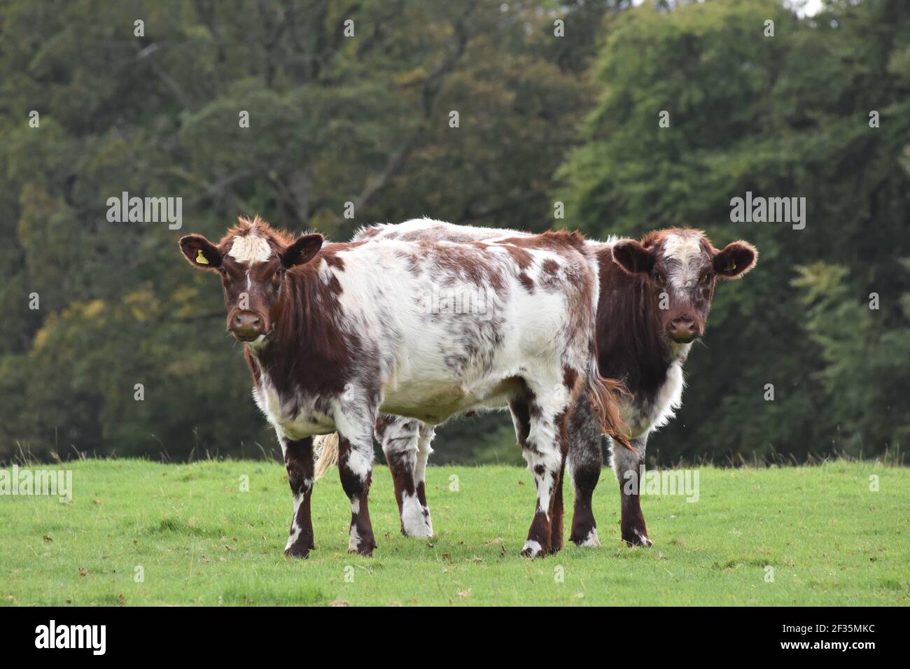 Bestiame di Shorthorn, Lanarkshire Foto Stock