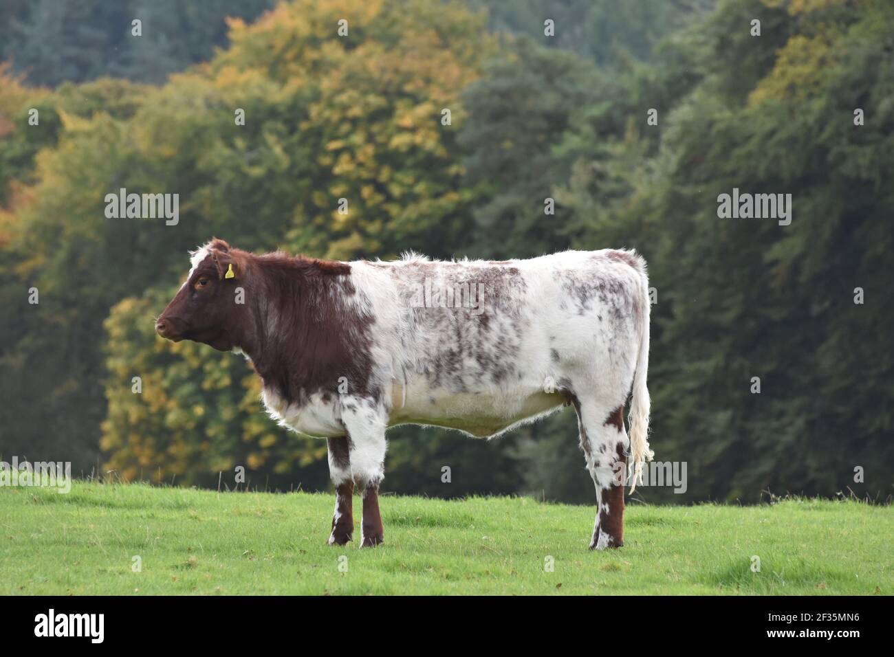 Bestiame di Shorthorn, Lanarkshire Foto Stock