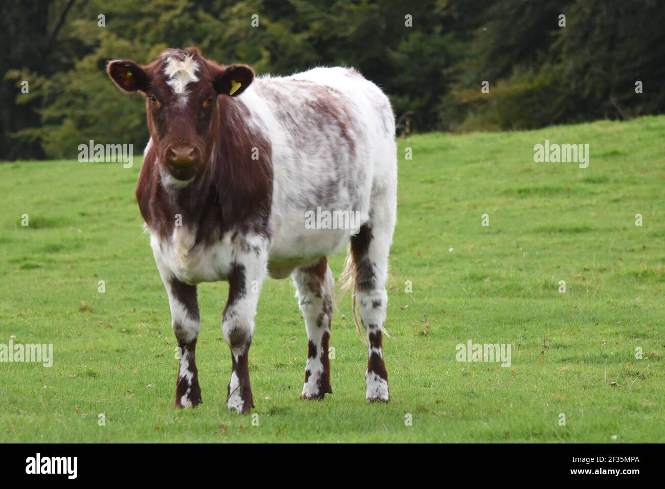 Bestiame di Shorthorn, Lanarkshire Foto Stock