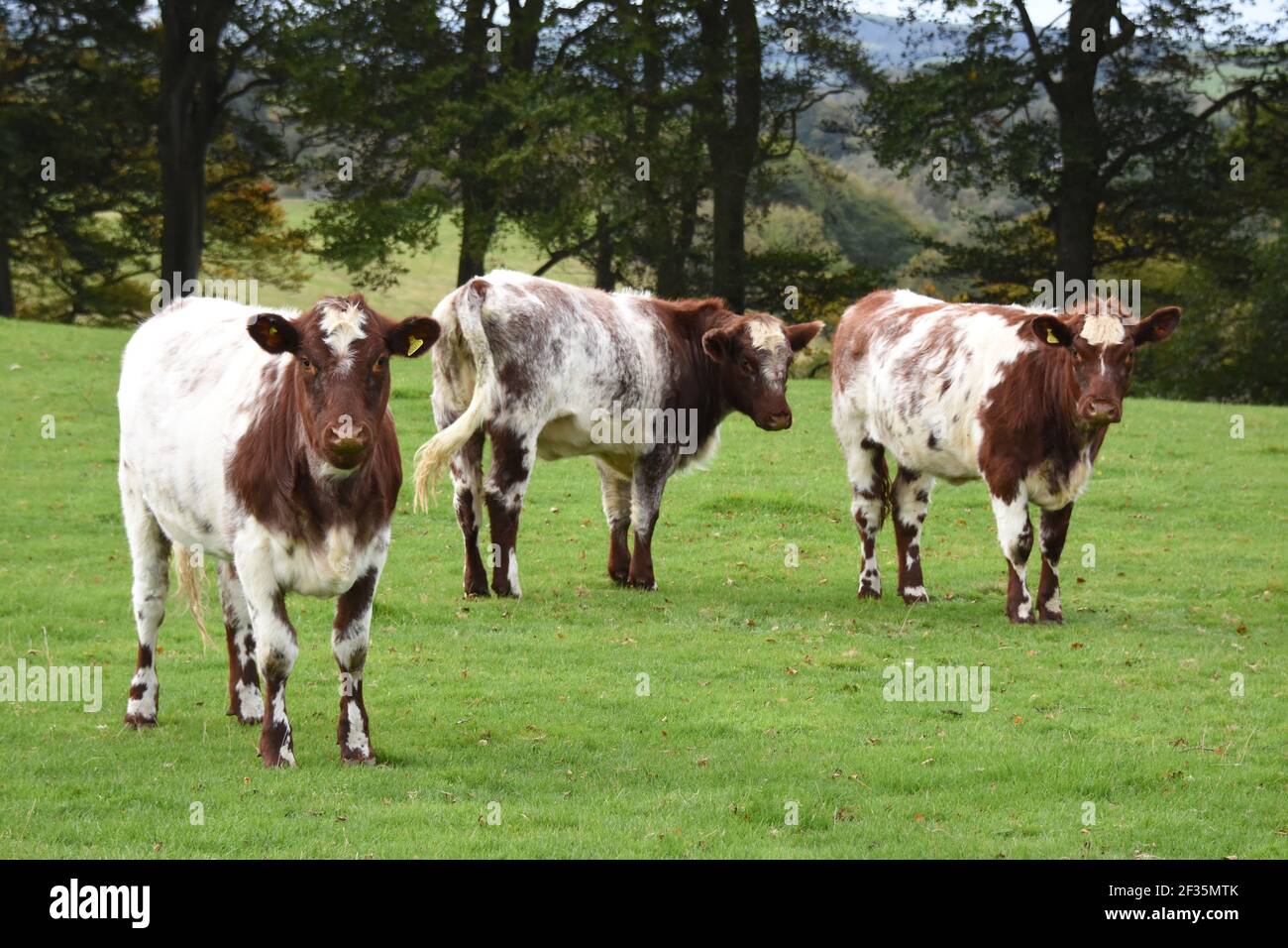 Bestiame di Shorthorn, Lanarkshire Foto Stock