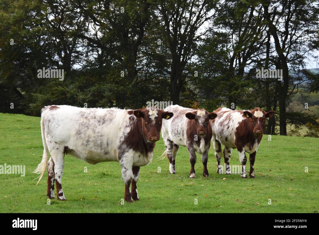 Bestiame di Shorthorn, Lanarkshire Foto Stock