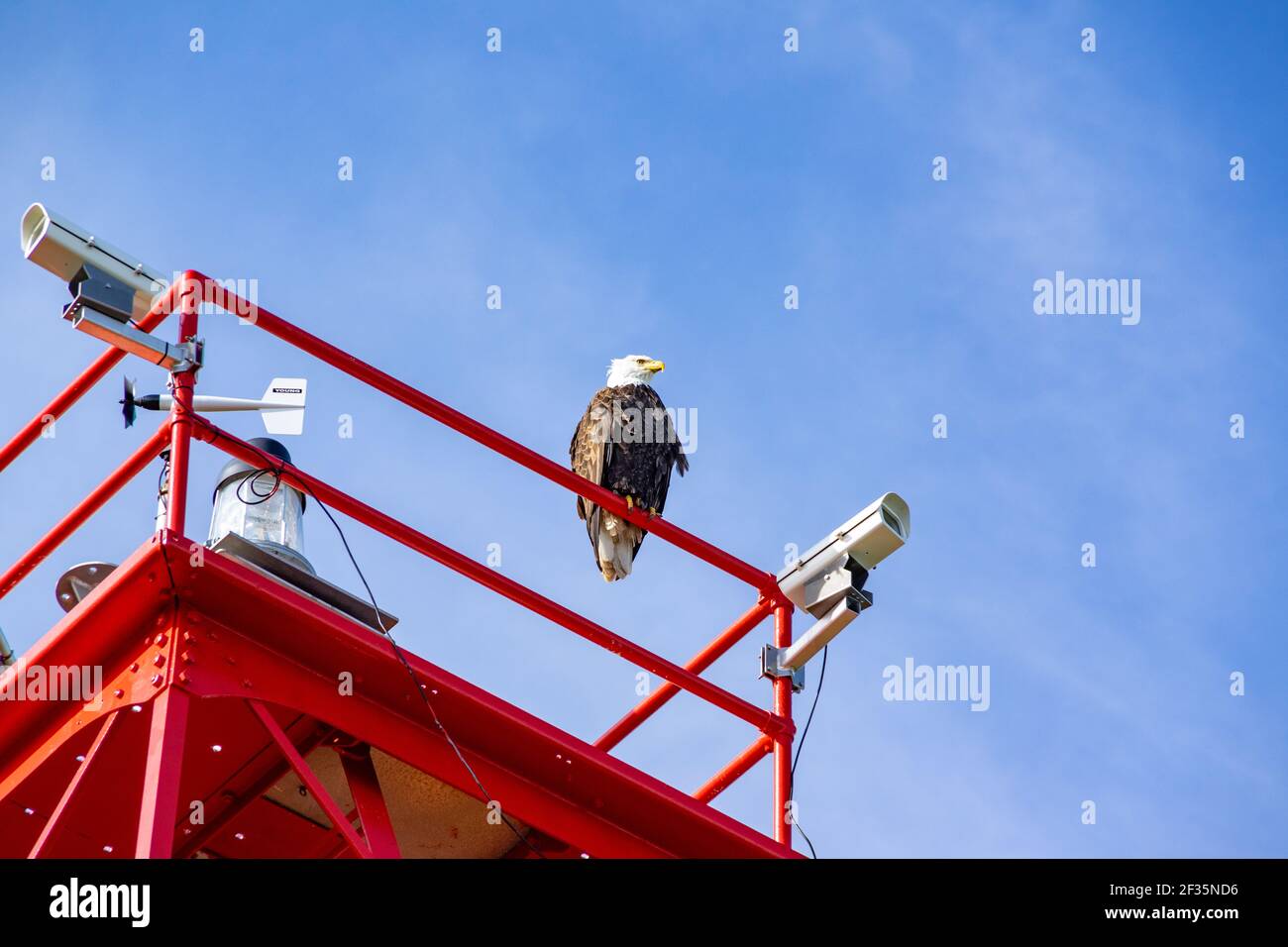 Un'aquila calva in cima al faro di East Point sull'isola di Saturna, British Columbia, Canada Foto Stock