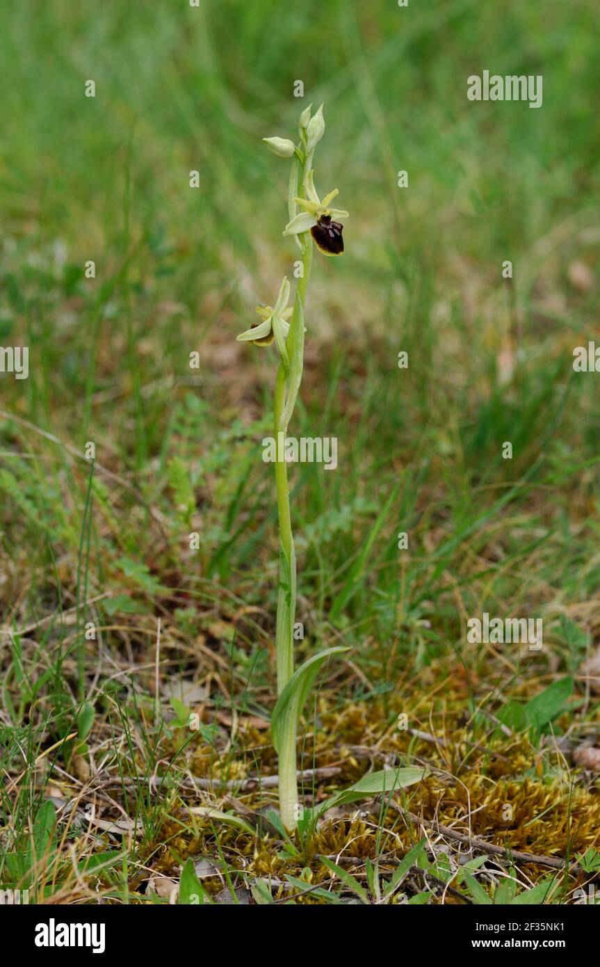 Orchidea, Ophrys sphegodes, Cuenca, Spagna, Credit:Robert Thompson/Avalon Foto Stock