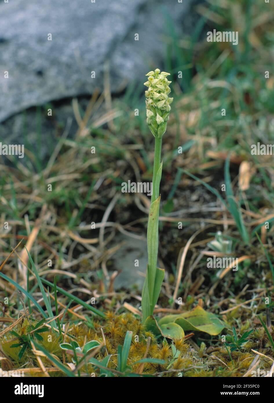 FENDED ORCHID Neotinea maculata Inflorescence Mullaghmore, The Burren, County Clare South-Western Eire, Credit: Robert Thompson/Avalon Foto Stock