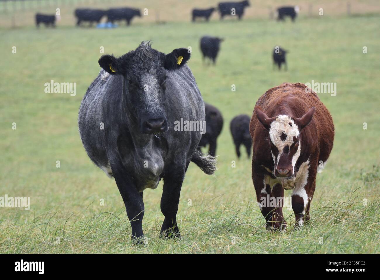 Hereford & Black Baldy Cattle, Tranent, Mid Lothian Foto Stock