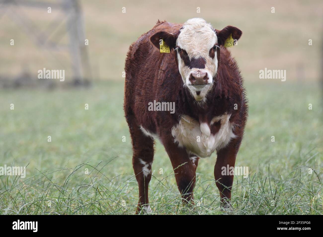 Hereford & Black Baldy Cattle, Tranent, Mid Lothian Foto Stock