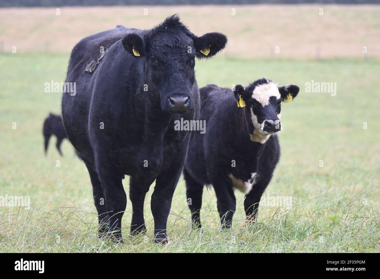 Hereford & Black Baldy Cattle, Tranent, Mid Lothian Foto Stock
