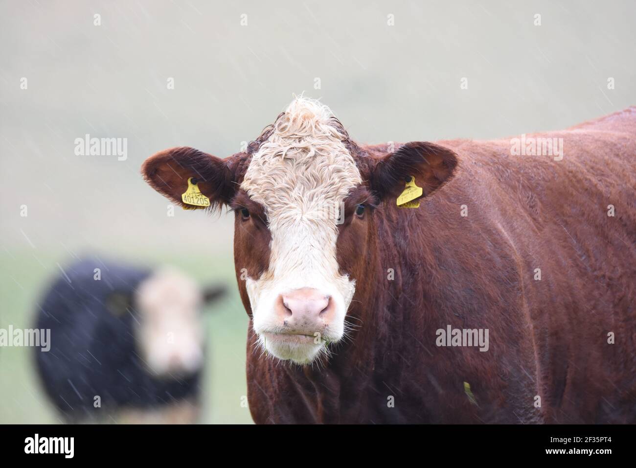 Hereford & Black Baldy Cattle, Tranent, Mid Lothian Foto Stock