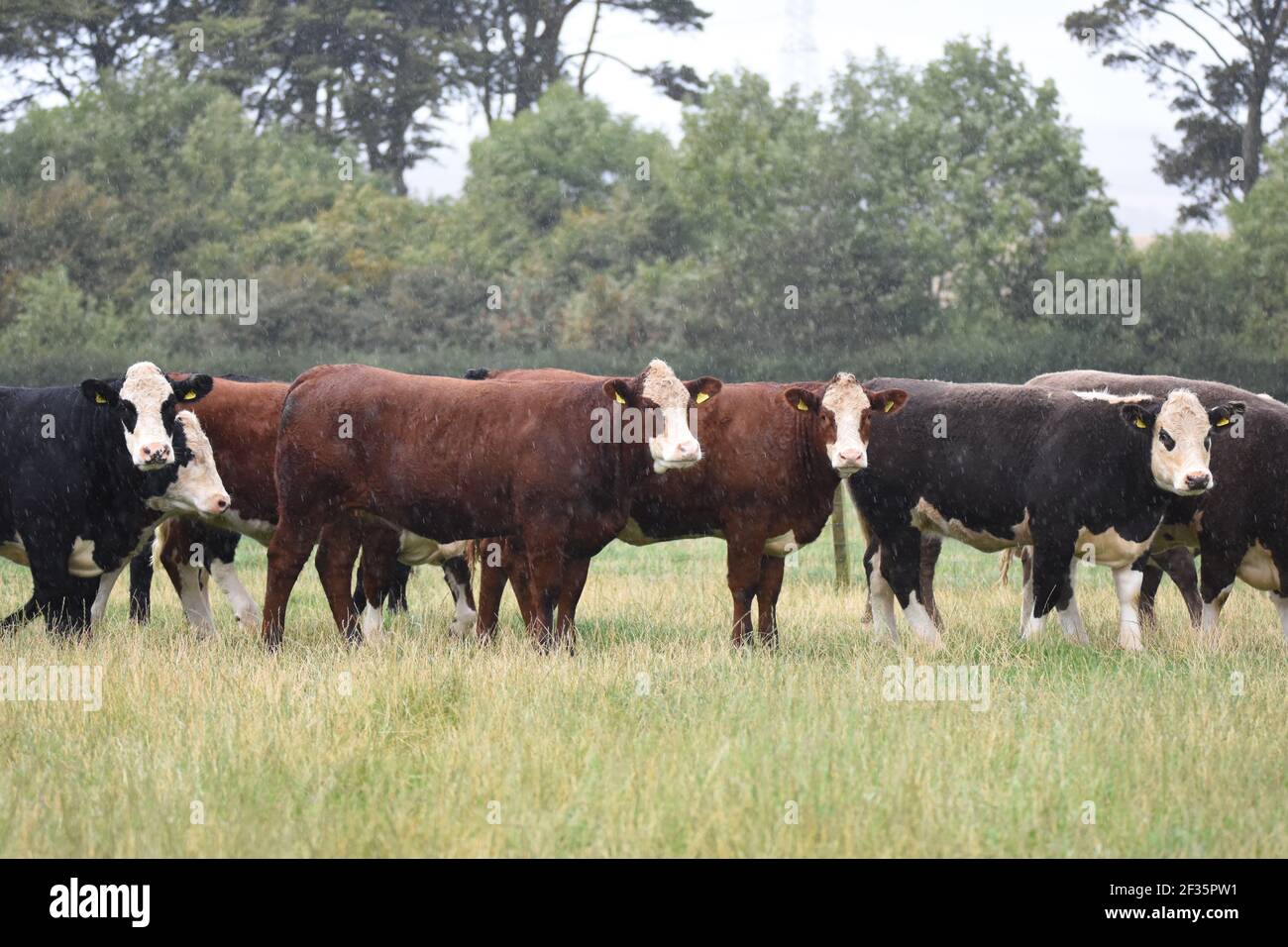 Hereford & Black Baldy Cattle, Tranent, Mid Lothian Foto Stock