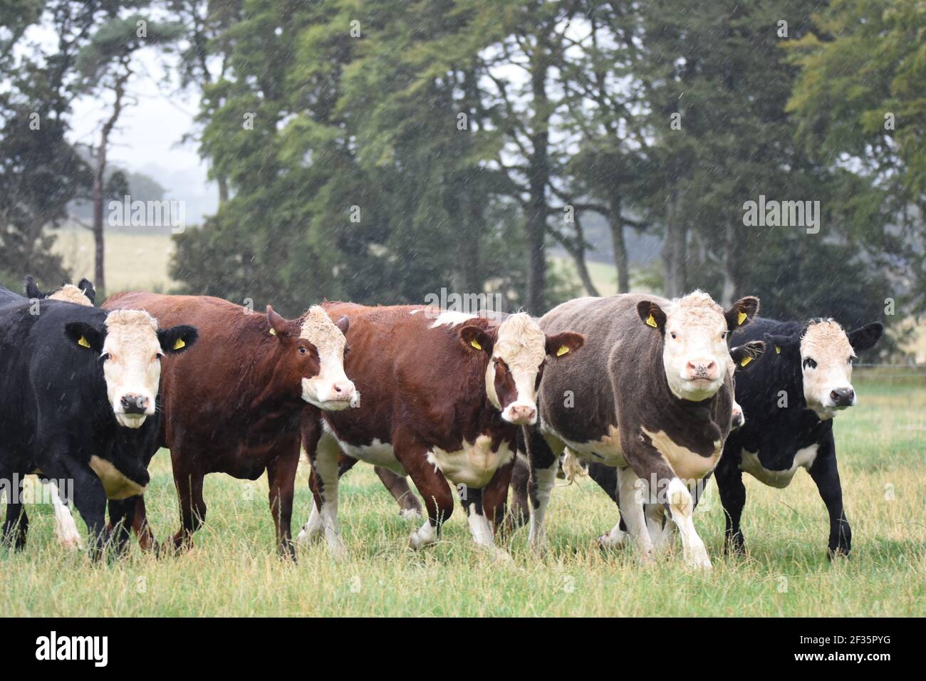 Hereford & Black Baldy Cattle, Tranent, Mid Lothian Foto Stock