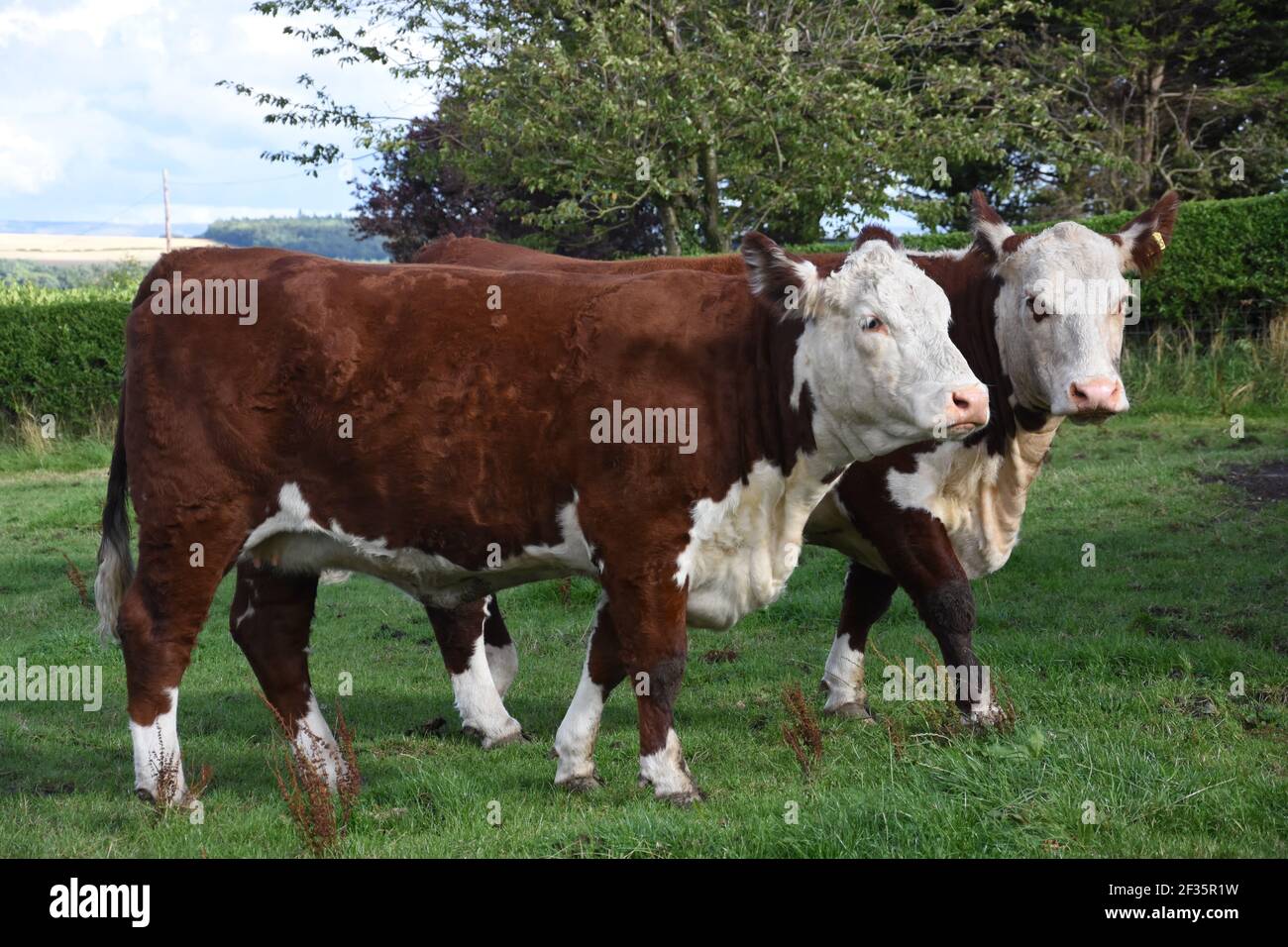 Hereford & Black Baldy Cattle, Tranent, Mid Lothian Foto Stock