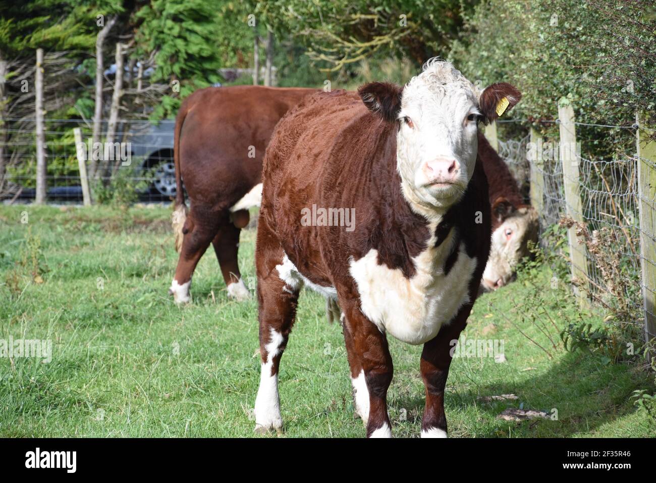 Hereford & Black Baldy Cattle, Tranent, Mid Lothian Foto Stock