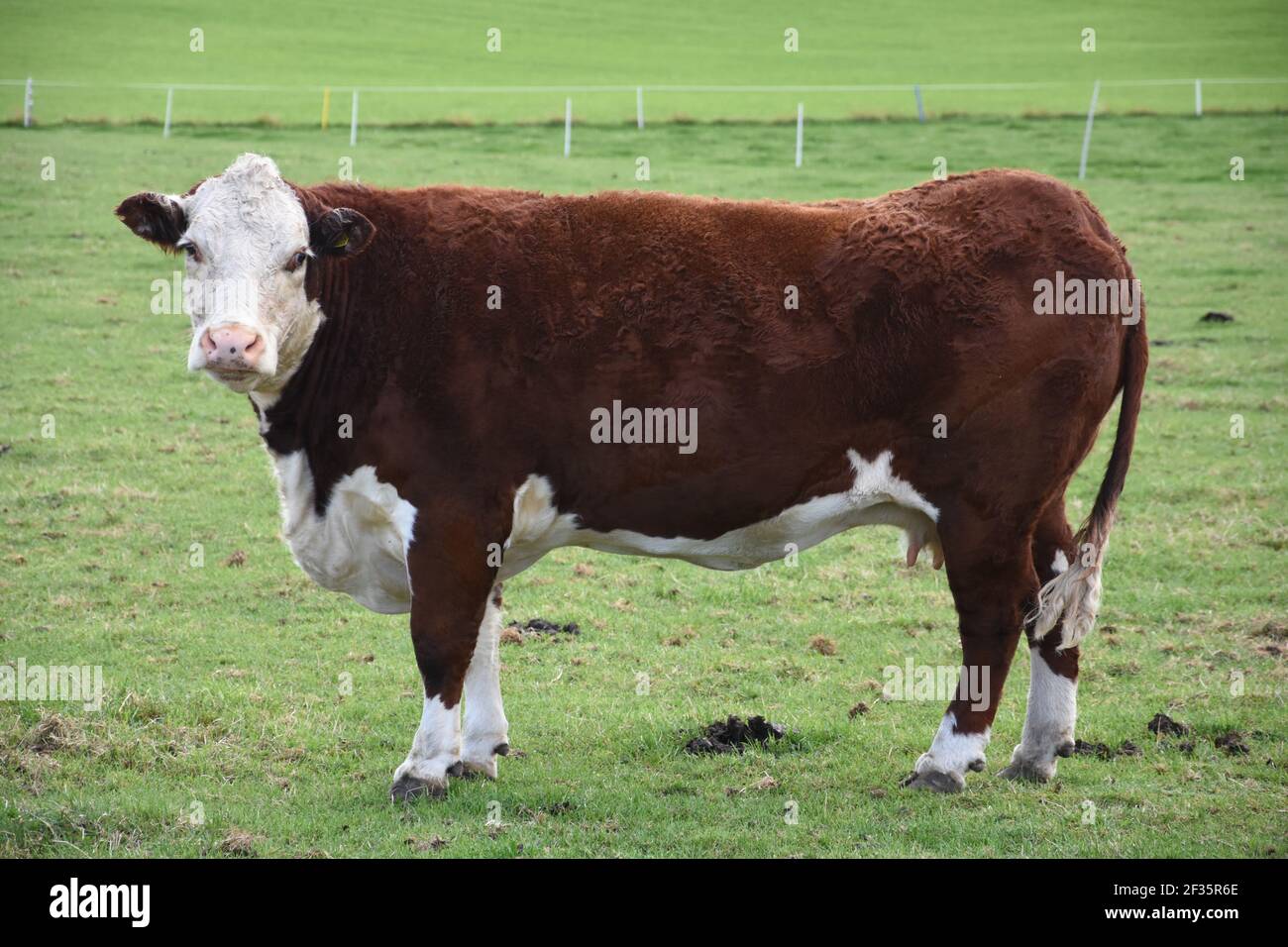 Hereford & Black Baldy Cattle, Tranent, Mid Lothian Foto Stock