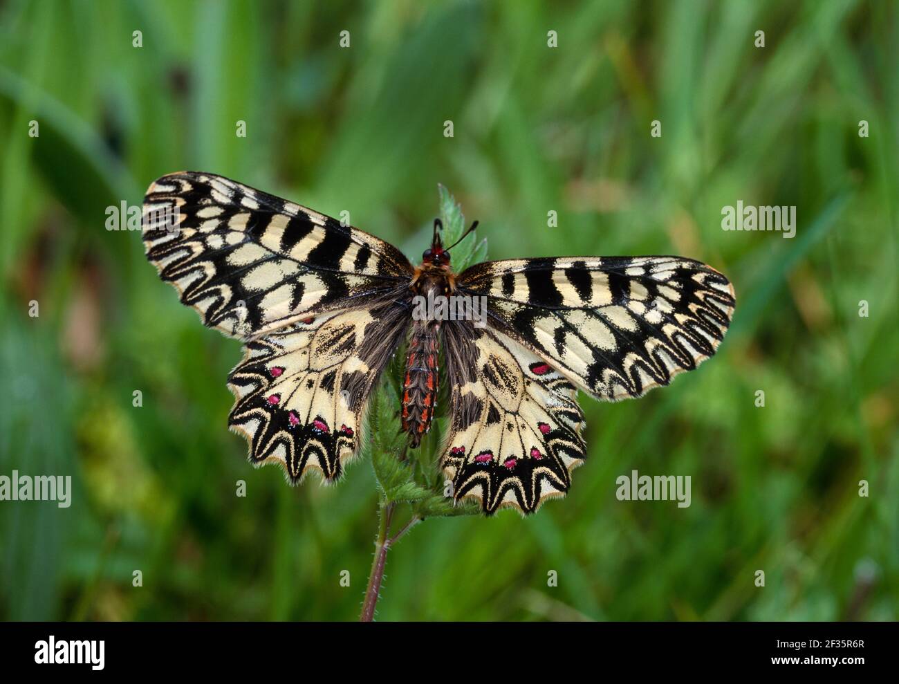 SOUTHERN FESTOON BUTTERFLY Parnalius polyxena, Credit:Robert Thompson / Avalon Foto Stock