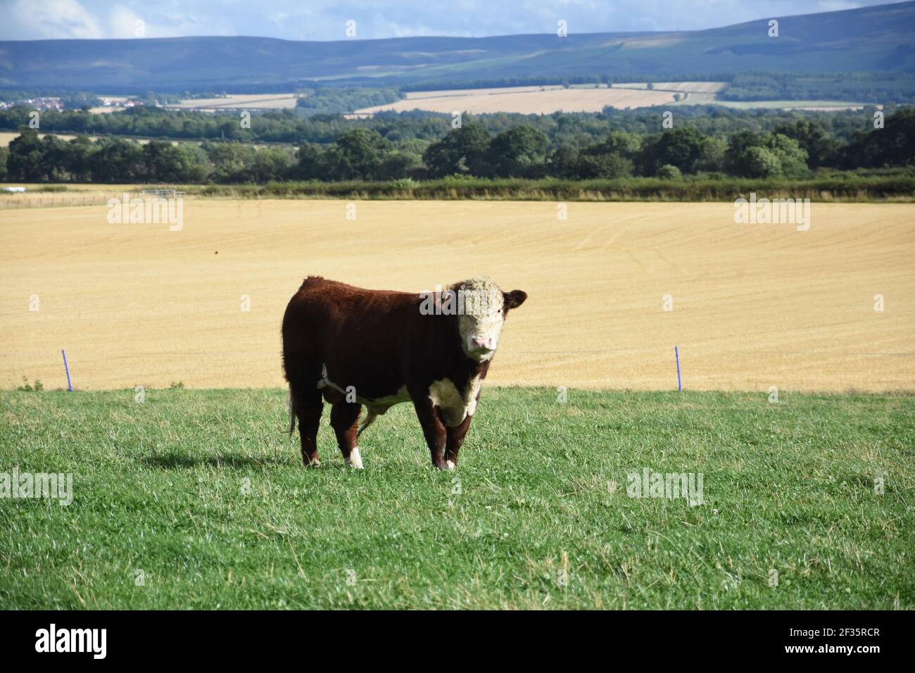 Hereford & Black Baldy Cattle, Tranent, Mid Lothian Foto Stock