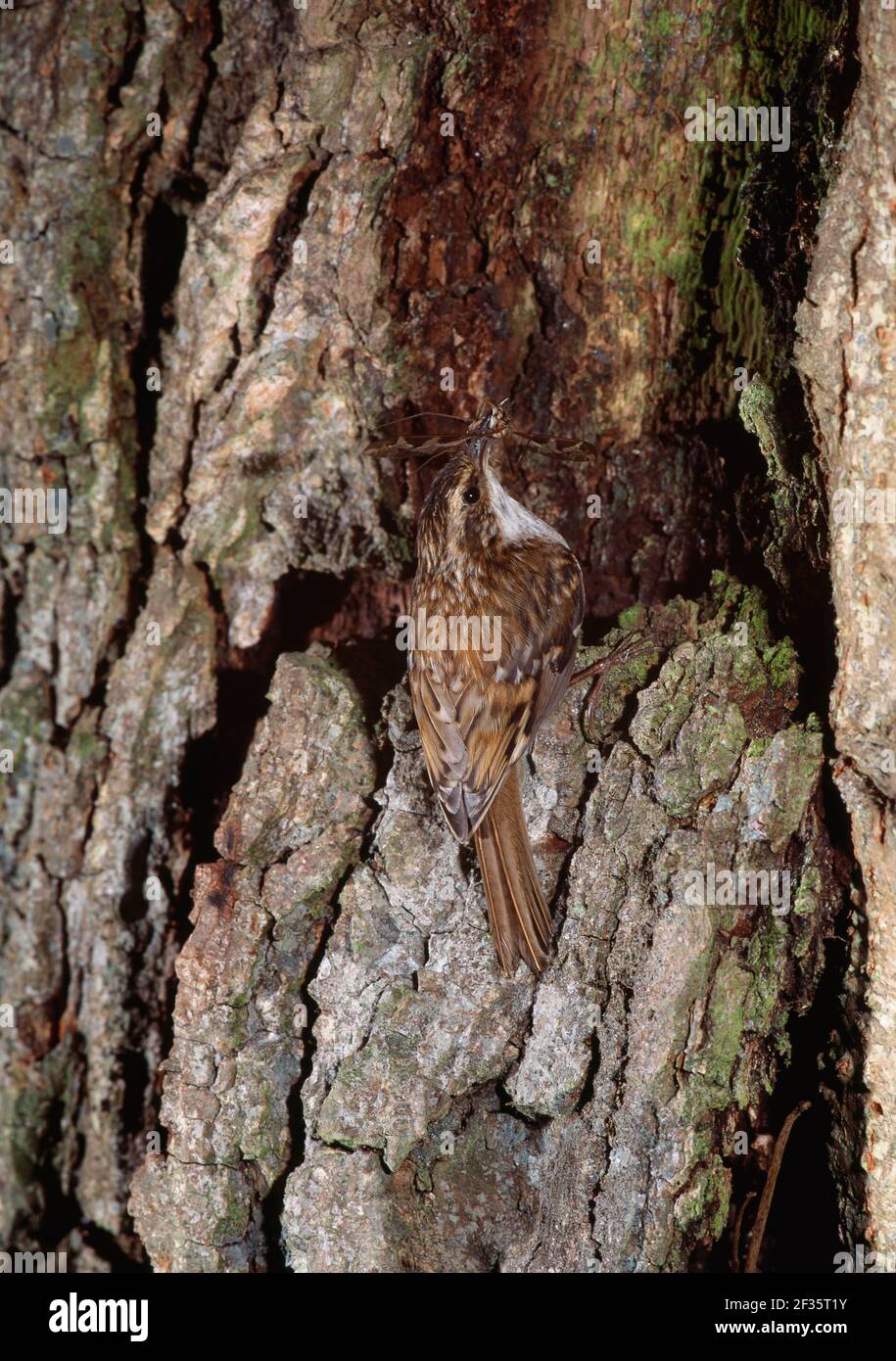 TREECREEPER su tronco di albero Certhia familiaris tenuta materiale nidificazione maggio Crom Castello Estate, Fermanagh, SW Ulster, Credit:Robert Thompson / Foto Stock