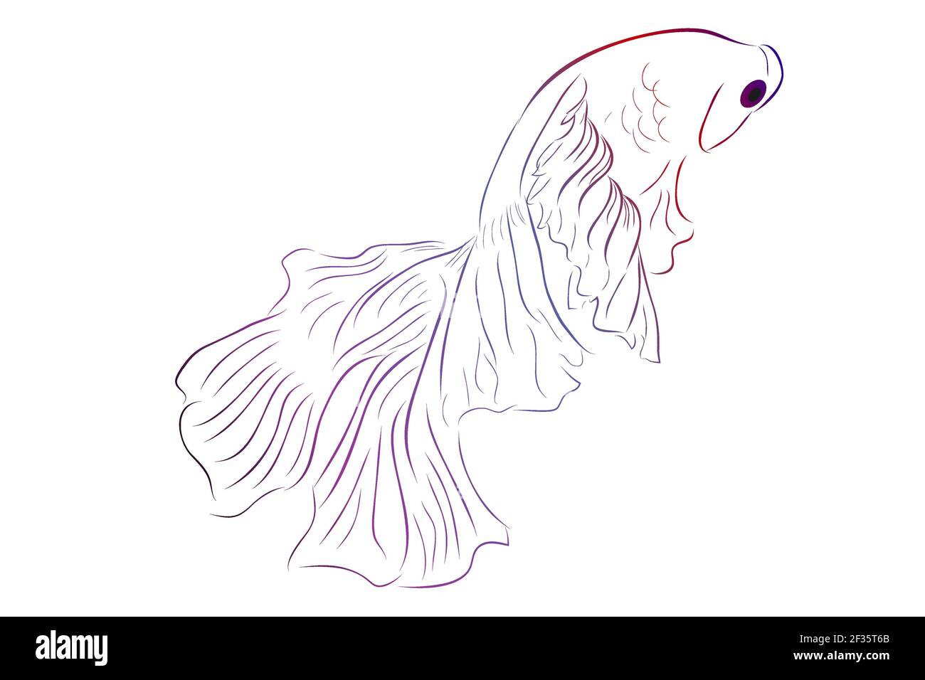 Contorno vettore Betta o siamese pesce da combattimento, Giant Half Moon, su sfondo Bianco Illustrazione Vettoriale