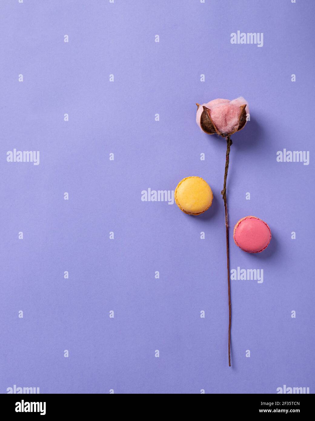 fiore di cotone e macaron su fondo lilla. minimalismo composizione piatta. Sfondo floreale, biglietto d'auguri. Posto per il testo. Immagine verticale. Foto Stock