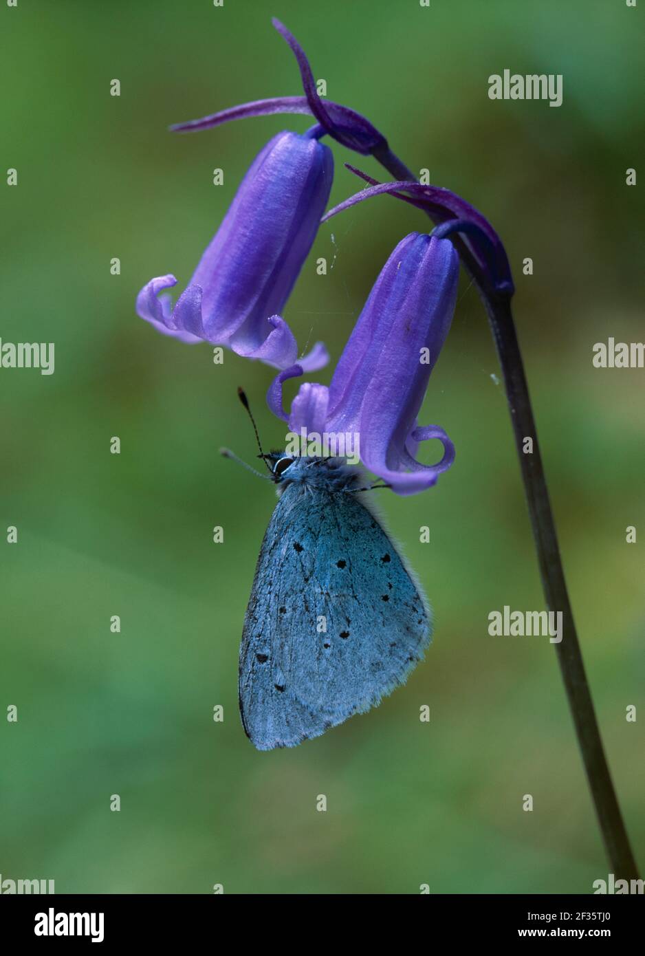HOLLY FARFALLA BLU Celastrina argiolus su bluebell, ali chiuse, Credit:Robert Thompson/Avalon Foto Stock