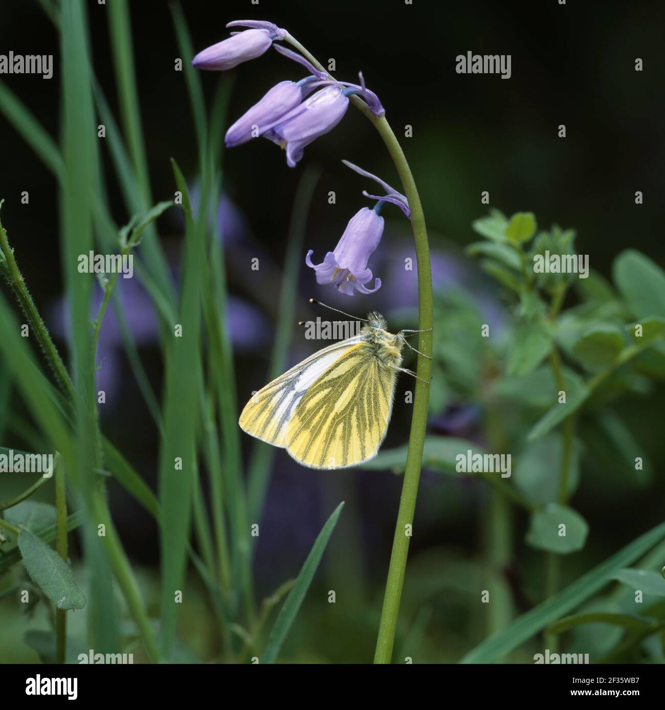 FARFALLA BIANCA CON VENATURE VERDI Pieris napi su Bluebell Armagh, Ulster meridionale, Credit:Robert Thompson / Avalon Foto Stock