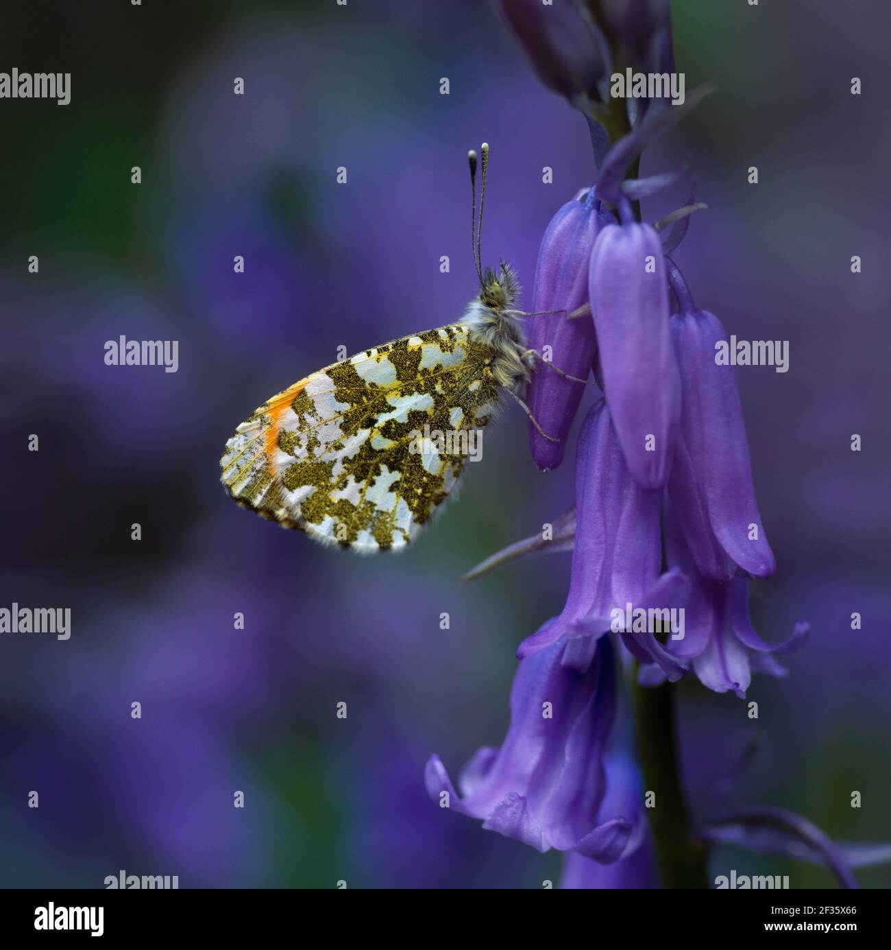 ARANCIONE-PUNTA FARFALLA maschio Anthocaris cardamines su Bluebell Aprile Armagh, Ulster meridionale, Credit:Robert Thompson/Avalon Foto Stock
