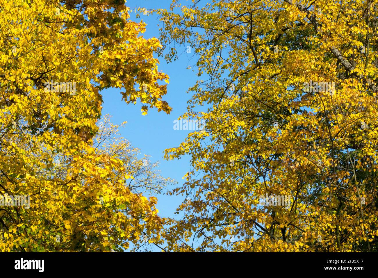Autunno albero fogliame, foglie gialle Lime Linden albero Foto Stock