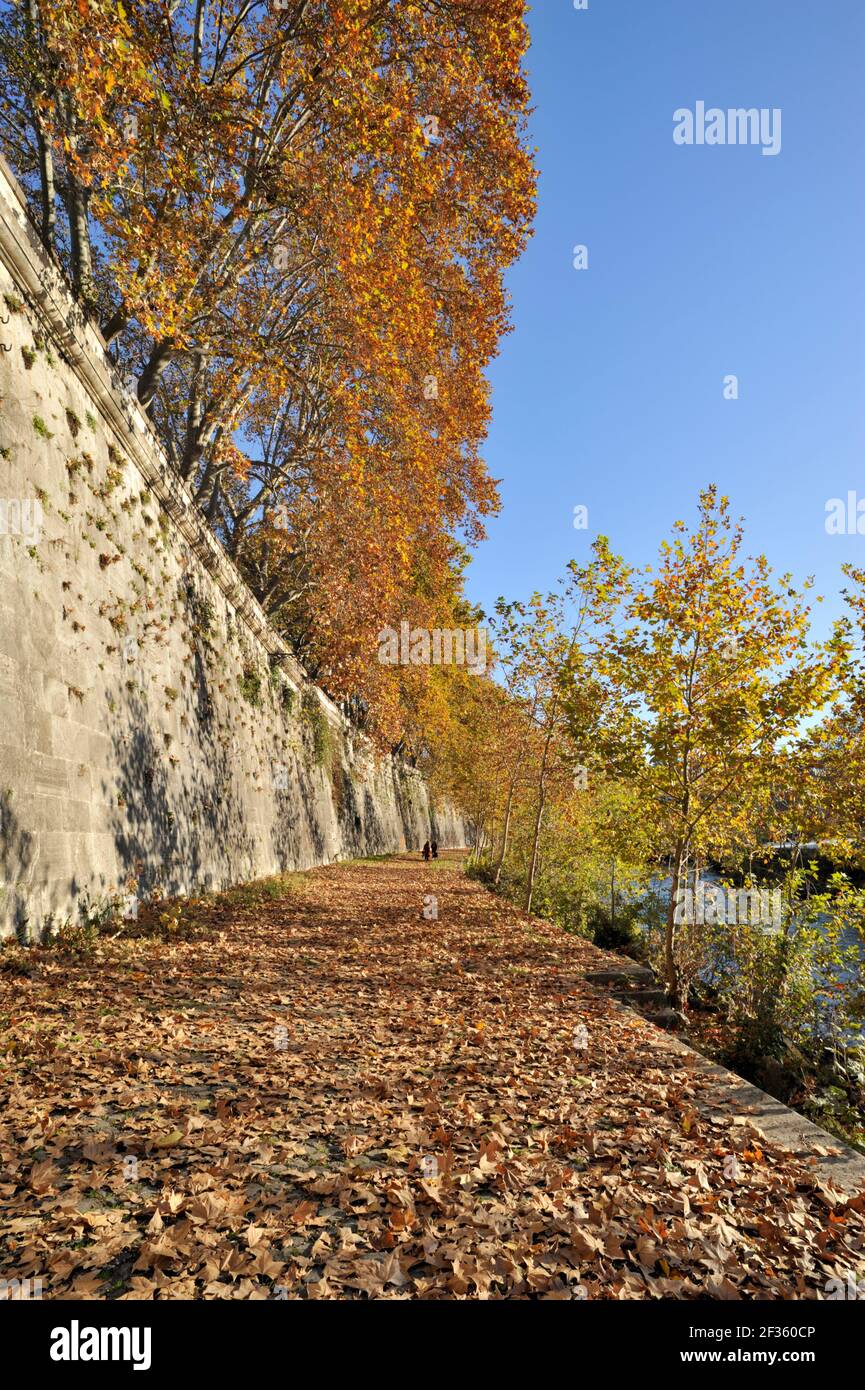 Italia, Roma, fiume Tevere, alberi autunnali Foto Stock