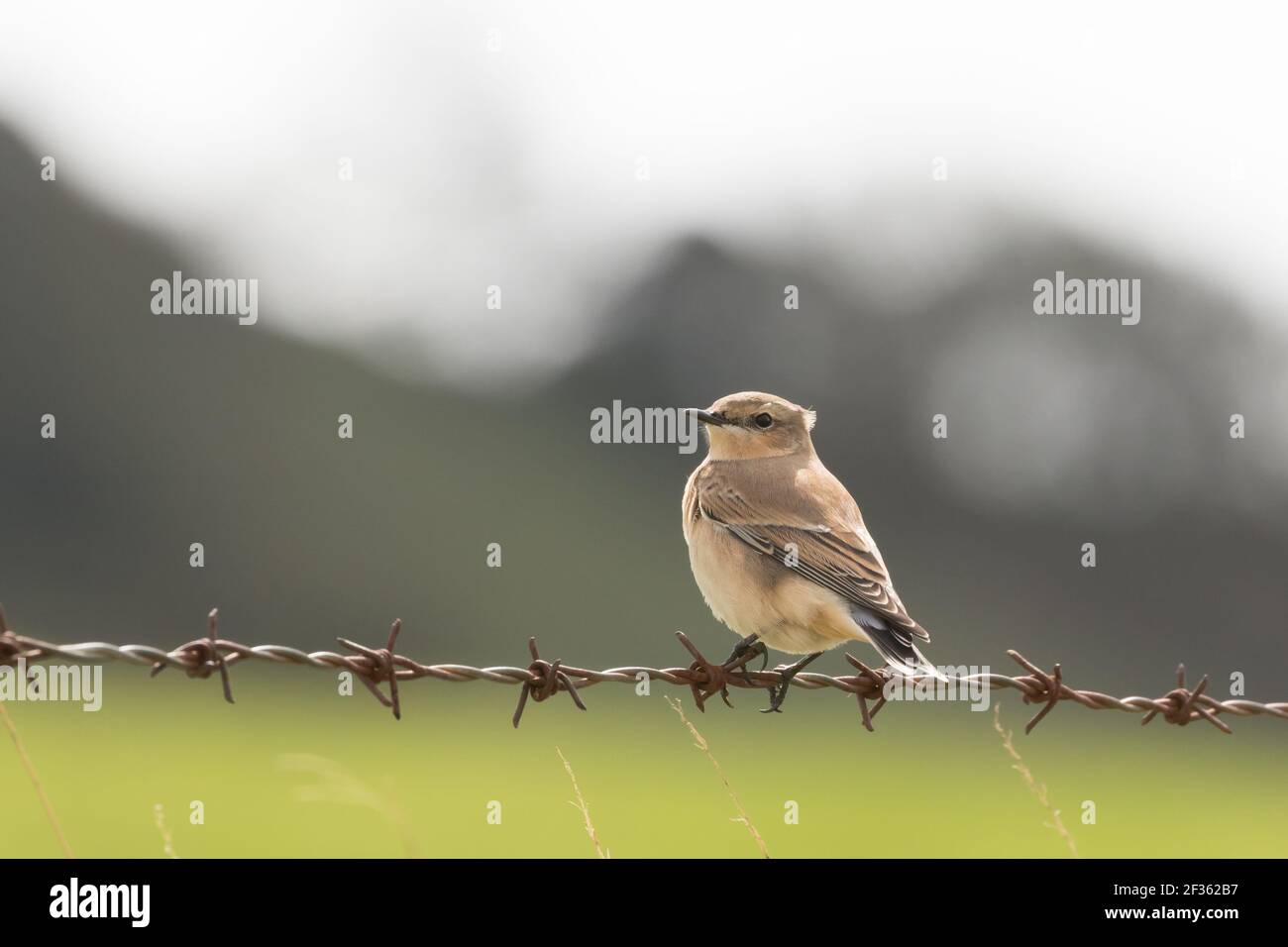 Orecchio di sibilo (Oenanthe enanthe) seduto su recinzione. Sussex, Regno Unito. Foto Stock