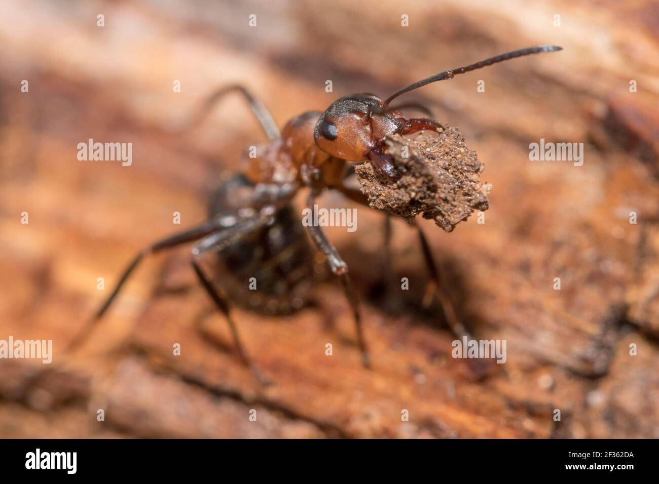 Formica rufa (formica rufa) che porta il detrito lontano dal nido. Sussex, Regno Unito. Foto Stock